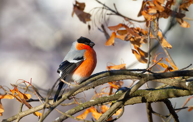 Eurasian bullfinch, Pyrrhula pyrrhula. The male sits on a branch and eats maple seeds