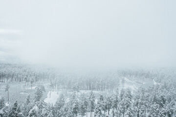 Top down view of high snowy trees. Trees in the snow. Aerial view on frosty forest landscape.