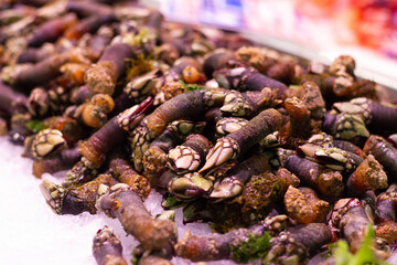Barnacles on ice. Fresh seafood in Spanish market
