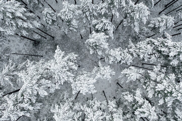 Top down view of high snowy trees. Trees in the snow. Aerial view on frosty forest landscape.
