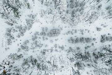 Top down view of high snowy trees. Trees in the snow. Aerial view on frosty forest landscape.