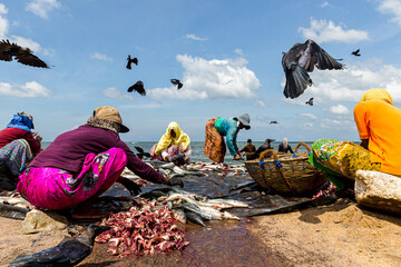Male and female workers collecting and selecting fish at Negombo Fisherman's Market - obrazy, fototapety, plakaty