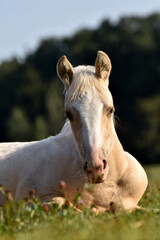 Obraz premium American Quarter Horse Fohlen