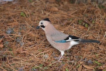 
Jay bird sits on the ground.