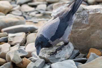 The crow sits on the rocks and looks