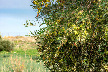 Fototapeta na wymiar Olive tree with very good productivity of green olives, Crete, Greece.