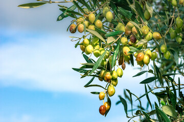 Olive tree with very good productivity of green olives, Crete, Greece.