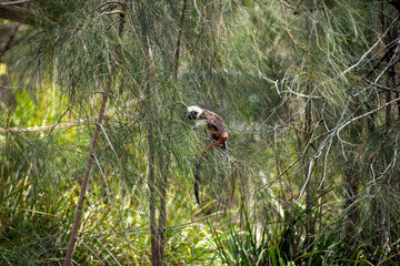 Cotton-top tamarin (scientific name saguinus oedipus) in a she-oak tree