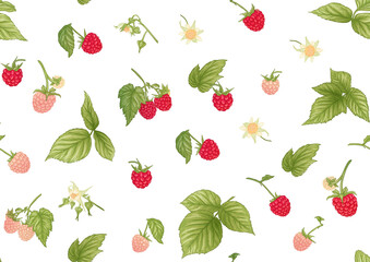 Raspberry. Ripe berries on branch. Seamless pattern, background. Graphic drawing, engraving style. Vector illustration