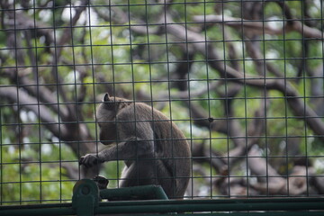 monyet dikandang