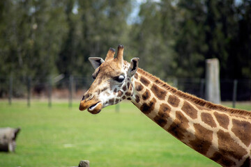 Rothschild giraffe (scientific name Giraffa camelopardalis rothschildi) © Galumphing Galah