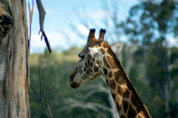 Head of a Rothschild giraffe (scientific name Giraffa camelopardalis rothschildi)