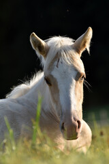 Obraz premium American Quarter Horse Fohlen