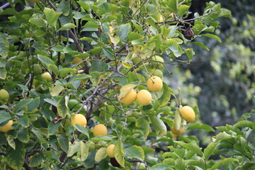 lemons on tree