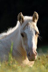 Obraz premium American Quarter Horse Fohlen