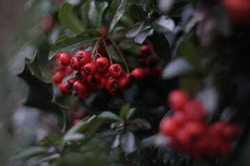 Obraz premium red berries on a bush