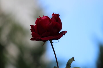 single red rose