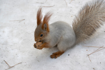 The squirrel eats a nut in the snow.