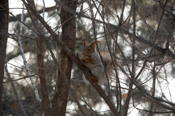 A squirrel sits on a tree and eats a nut.