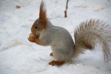 The squirrel eats a nut in the snow.