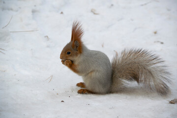 Naklejka na ściany i meble The squirrel eats a nut in the snow.