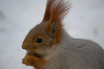 The squirrel eats a nut in the snow.