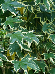 Obraz premium Abutilon hybride 'Variegata' - Abutilon x hybridum - au feuillage vert foncé marginé de jaune crème en forme de feuilles palmées d'érable japonais