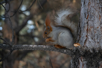 A squirrel eats a nut on a pine branch.
