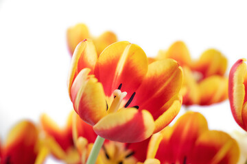 Fresh and beautiful Red and yellow tulips isolated on white background.