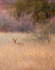 Obraz na płótnie Canvas Steenbok o Raficero comun, Fauna del Desierto de Kalahari, Namibia, Africa