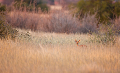 Steenbok o Raficero comun,  Fauna del Desierto de Kalahari, Namibia, Africa