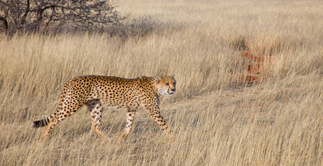 GUEPARDO (Acinonyx jubatus), Namibia, África, Fauna de África