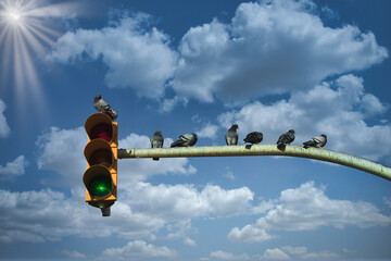 Photo of pigeons above the traffic lights at noon.