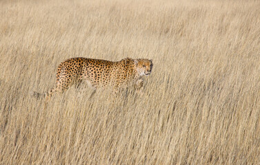 GUEPARDO (Acinonyx jubatus), Namibia, África, Fauna de África