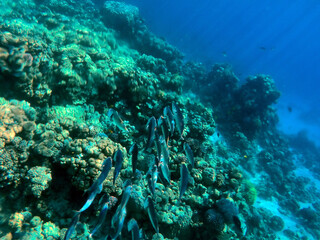 Fototapeta na wymiar Tropical coral reef. Ecosystem and environment. Egypt. Near Sharm El Sheikh