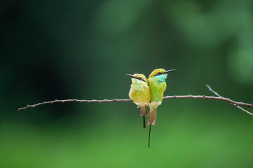 Green bee eater or Merops orientalis pair in natural green background perched on a branch at...