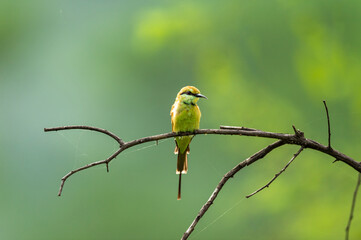 Green bee eater or Merops orientalis in natural green background perched on a branch at keoladeo national park or bharatpur bird sanctuary rajasthan india