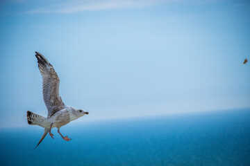 Seagull at the beautiful beach of Eastbourne in southern England 