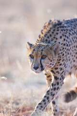 GUEPARDO (Acinonyx jubatus), Namibia, África, Fauna de África