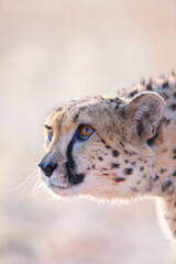 GUEPARDO (Acinonyx jubatus), Namibia, África, Fauna de África