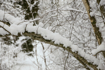 snow covered branches