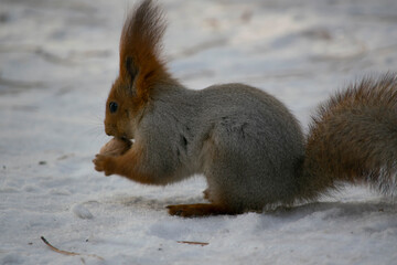 Squirrel eating a nut.