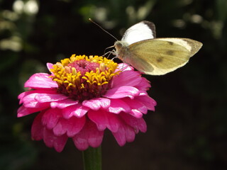 Motyl na różowej cyni. © Kamila