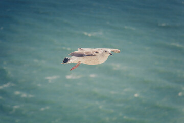 Seagull at the beautiful beach of Eastbourne in southern England 