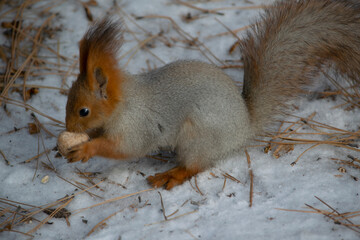Squirrel eating a nut.