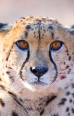 GUEPARDO (Acinonyx jubatus), Namibia, África, Fauna de África