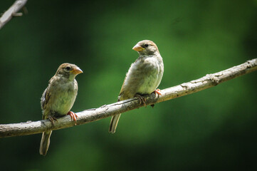 Perched pair of sparrows