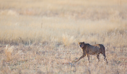 GUEPARDO (Acinonyx jubatus), Namibia, África, Fauna de África
