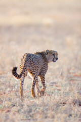 GUEPARDO (Acinonyx jubatus), Namibia, África, Fauna de África