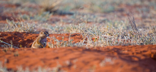 ARDILLA TERRESTRE  (Xerus inauris), Namibia, África, Fauna de África